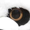 321-1393 San Diego Zoo - Panda Eye.jpg